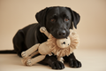 León Crochet – Labrador mordiéndolo